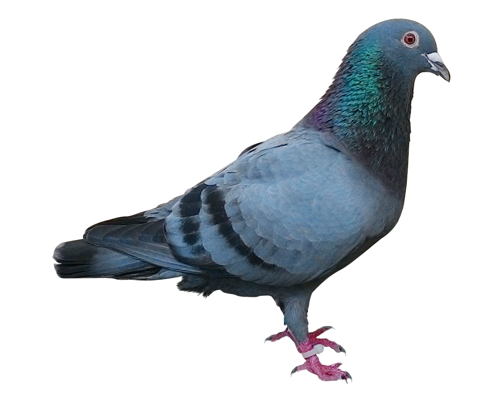 Pigeon Download Free PNG Clip Art
