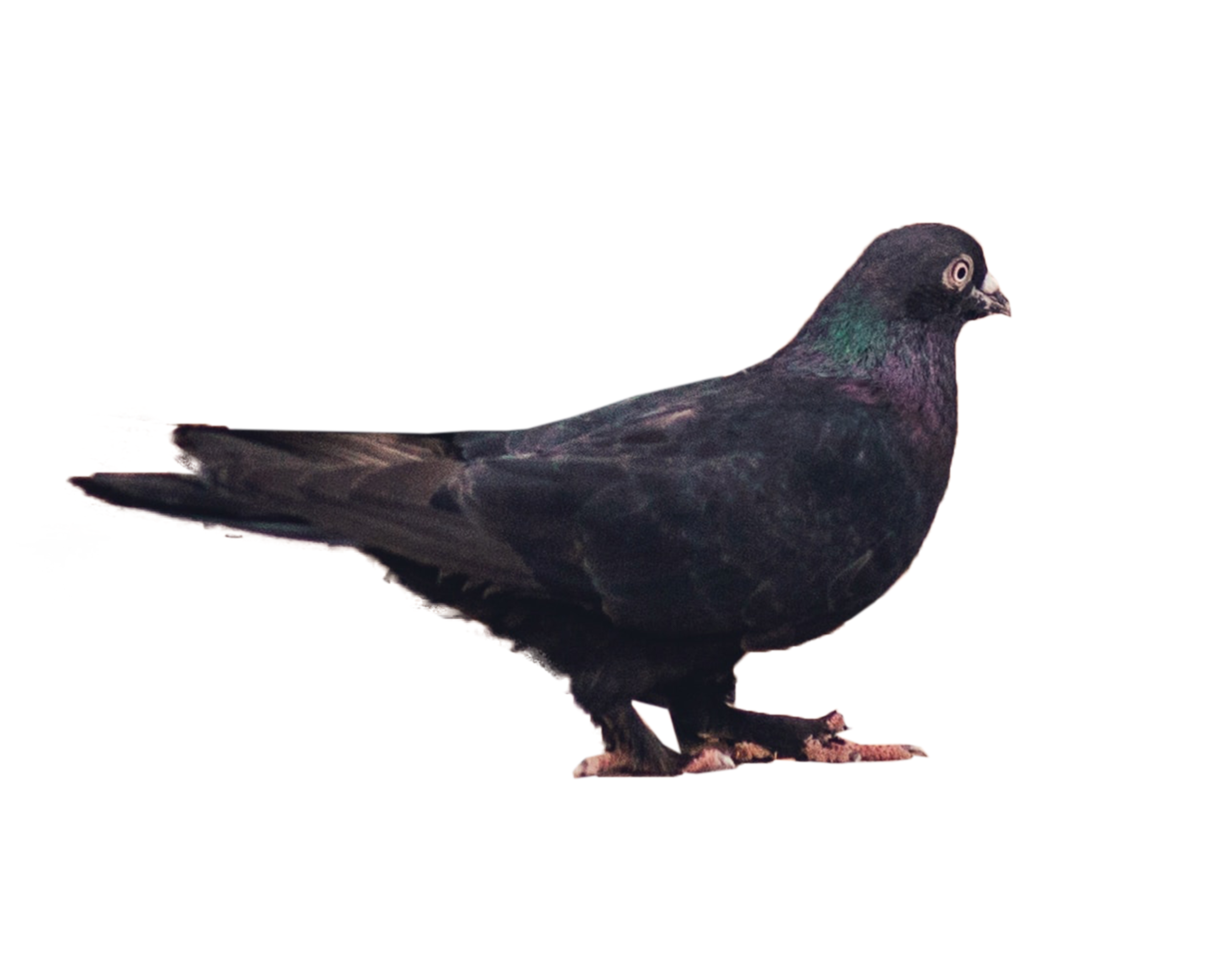 Pigeon Free PNG Clip Art
