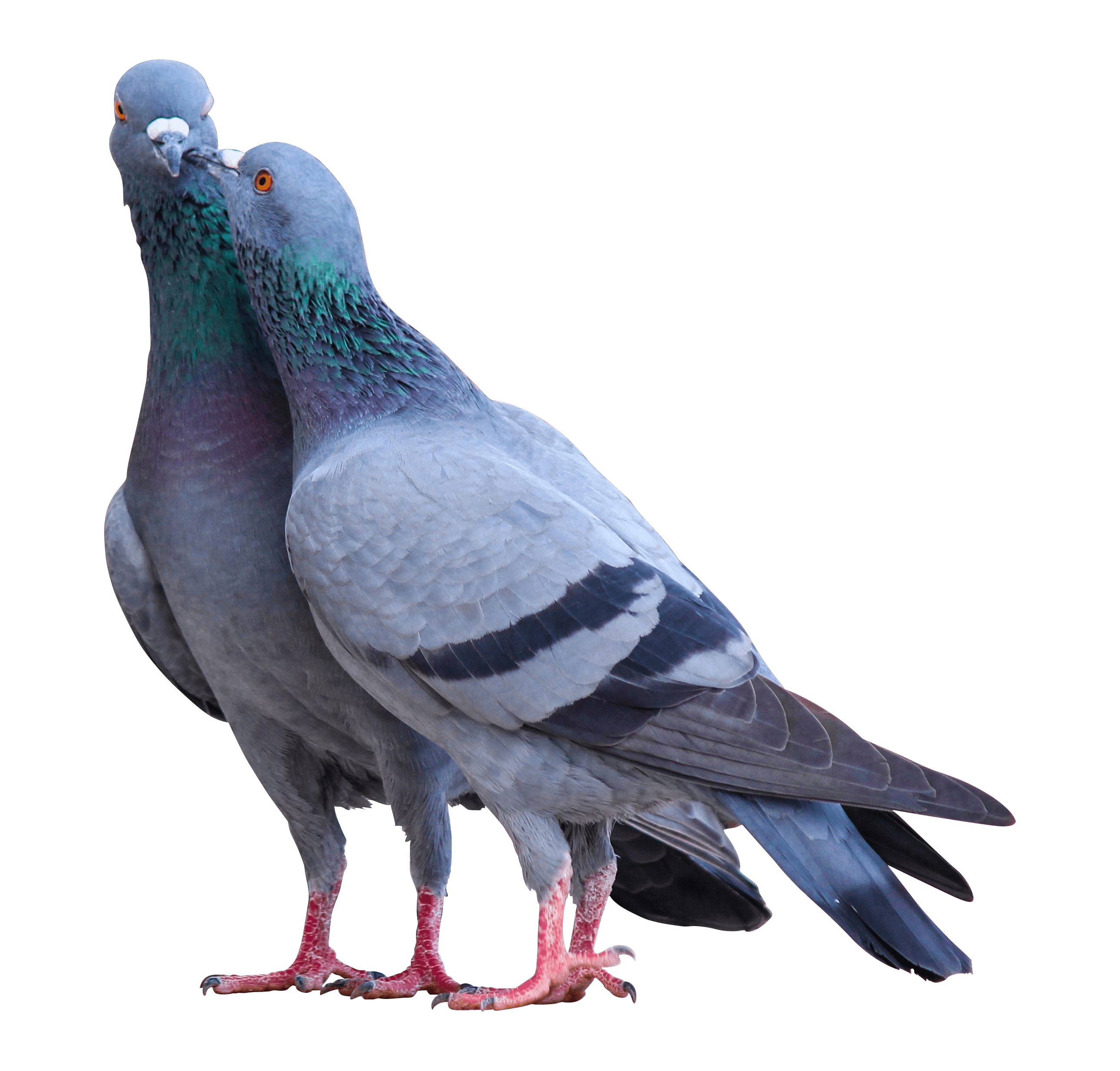 Pigeon PNG Background Clip Art
