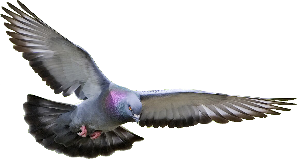 Pigeon PNG Background
