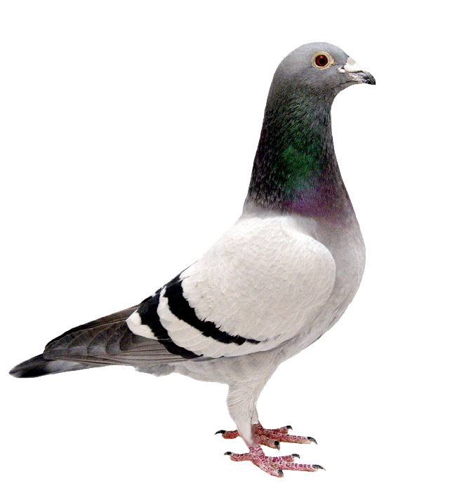 Pigeon PNG Clip Art HD Quality