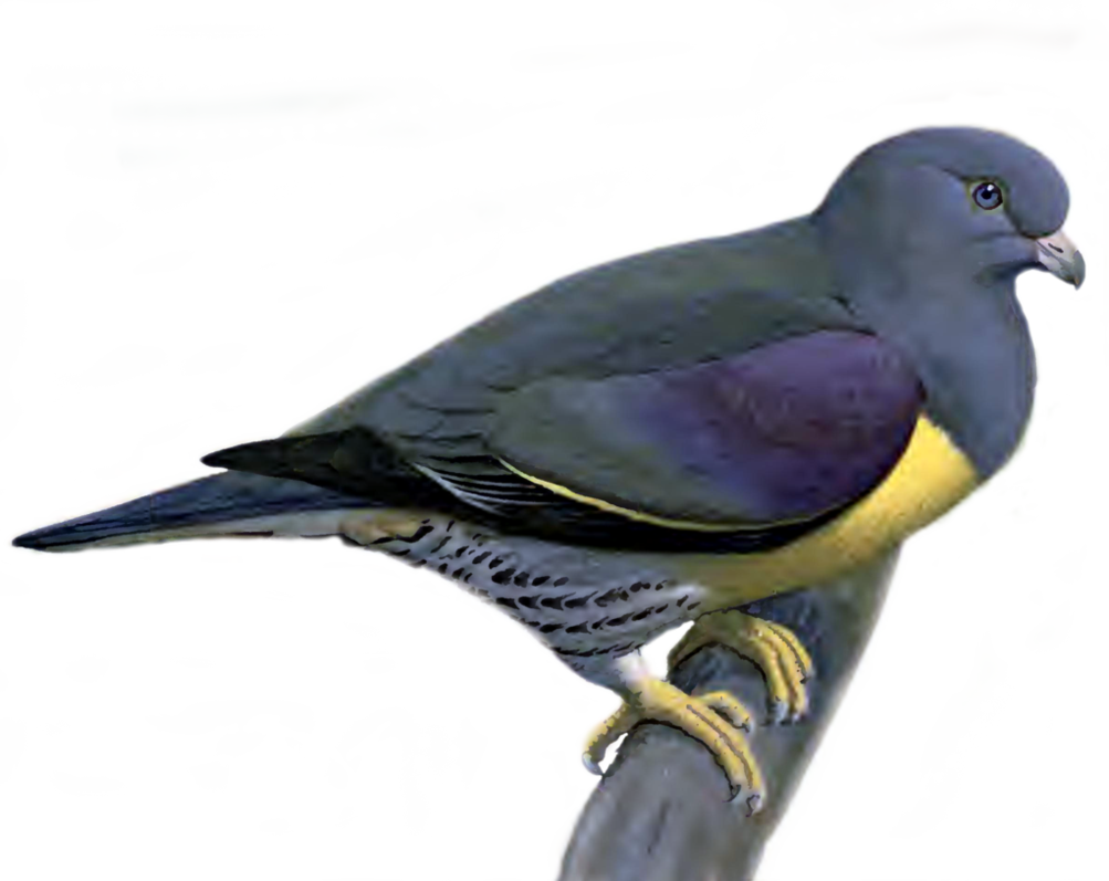 Pigeon PNG Clipart Background