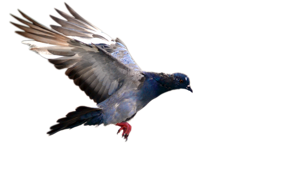 Pigeon PNG HD Free File Download
