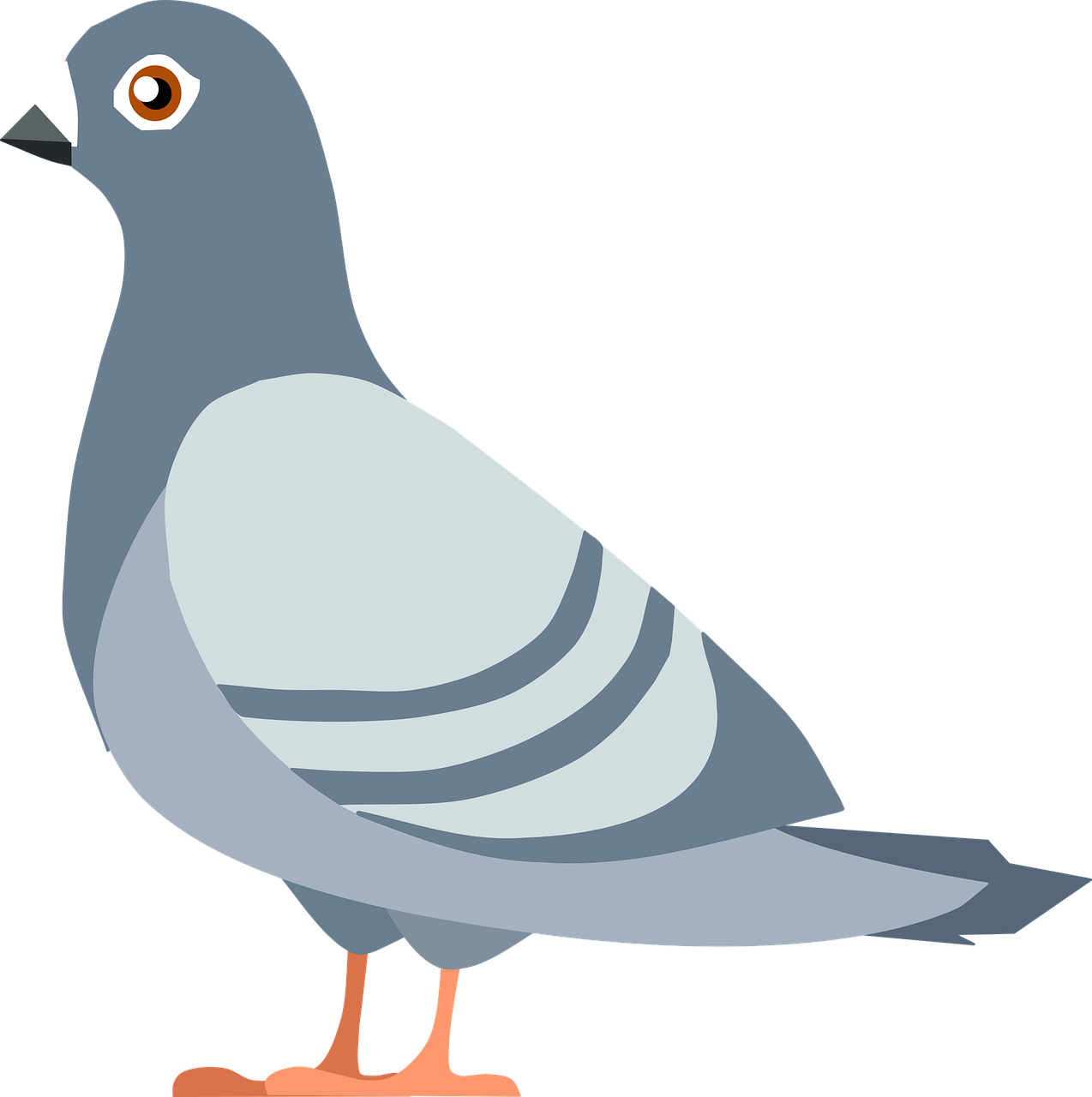 Pigeon PNG HD Images