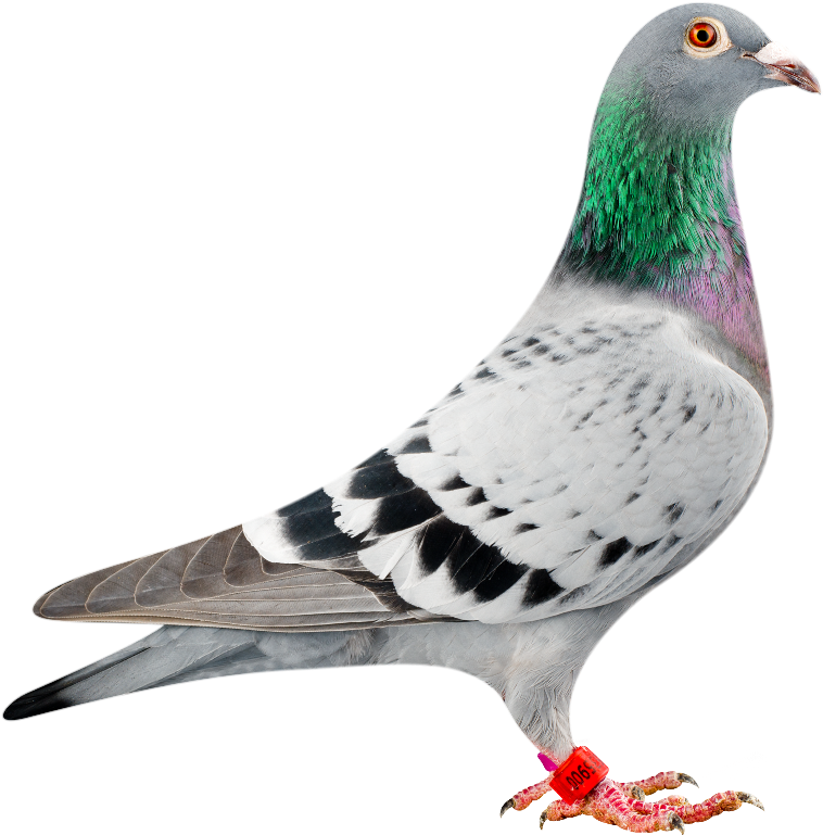 Pigeon PNG HD Photos