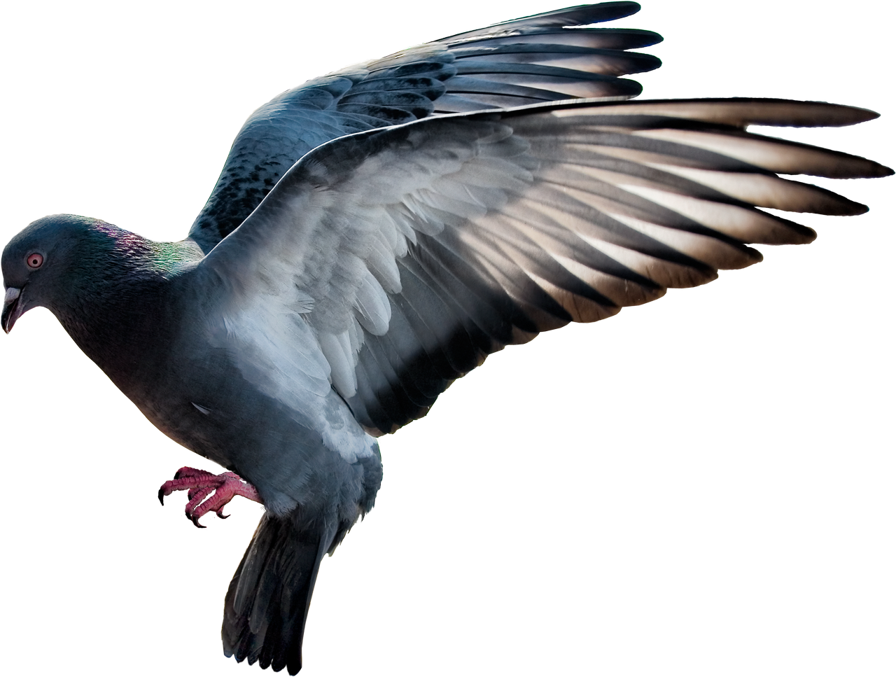 Pigeon PNG HD Quality