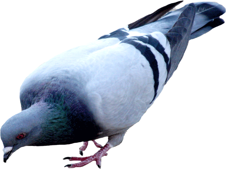 Pigeon PNG Images HD