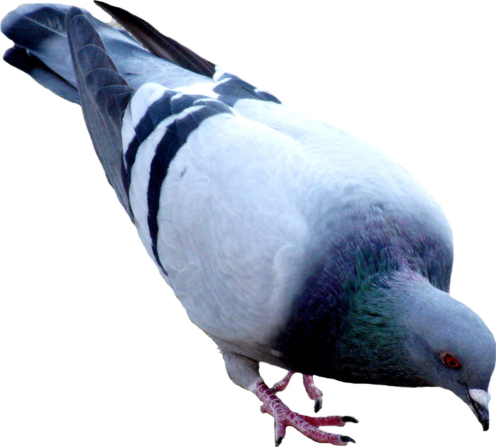 Pigeon PNG Photo Image