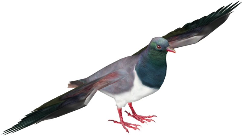 Pigeon PNG Photos