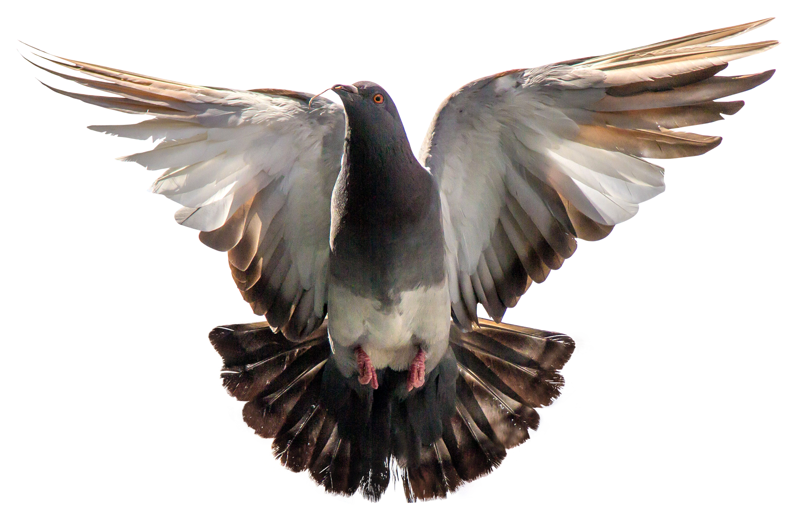 Pigeon PNG Pic Clip Art Background