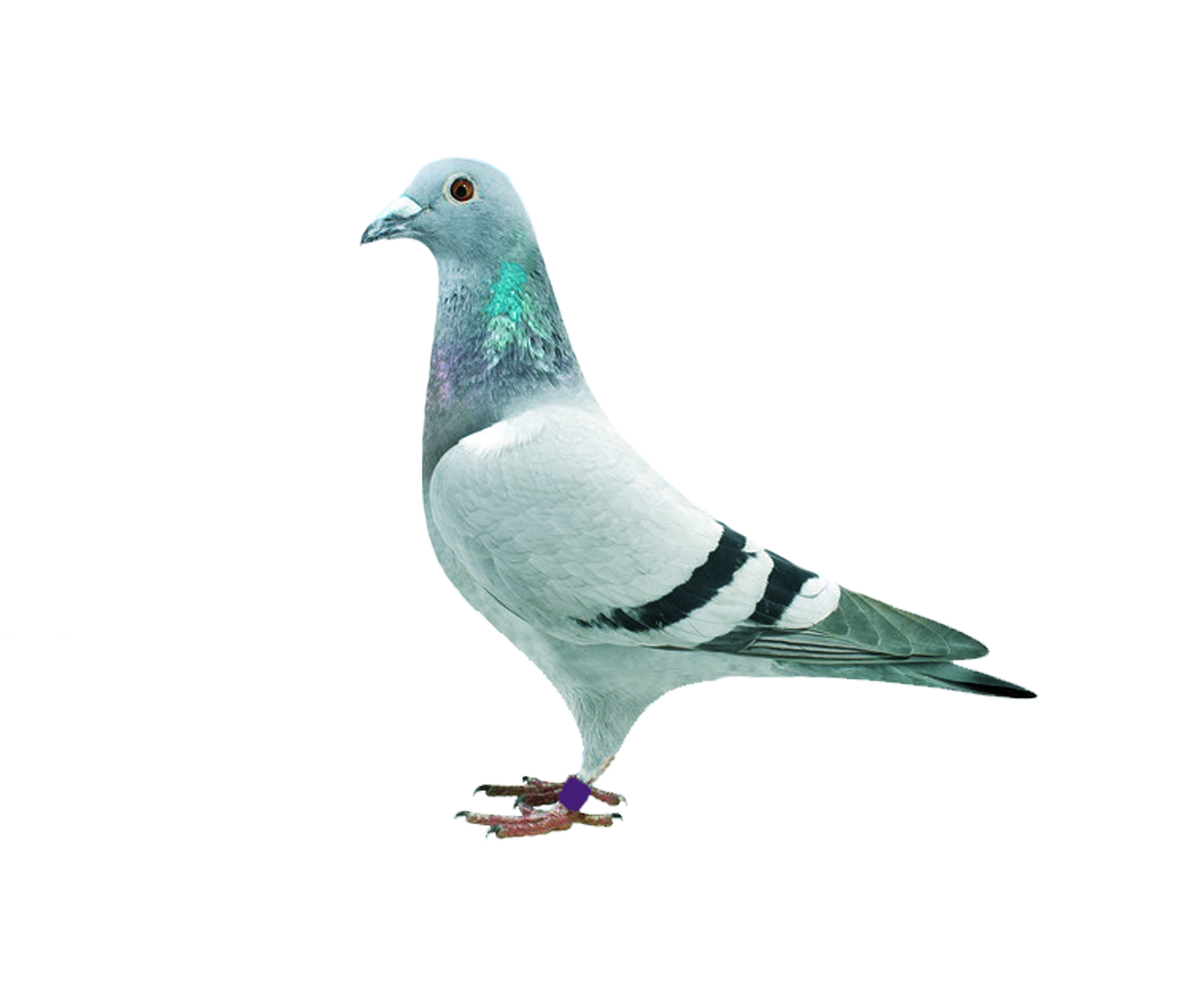 Pigeon Transparent Clip Art Image