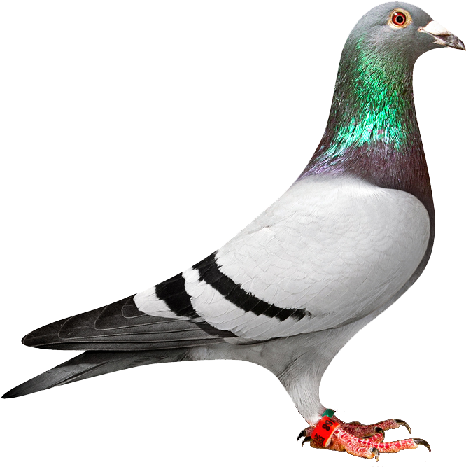 Pigeon Transparent Free PNG Clip Art