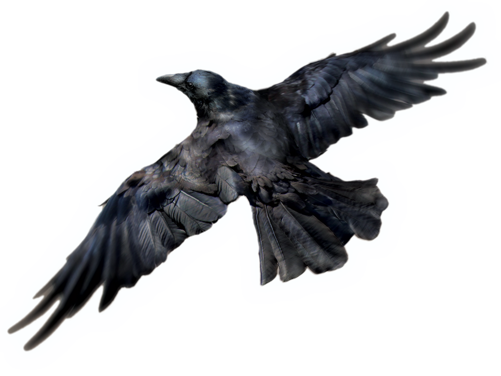 Raven Download Free PNG
