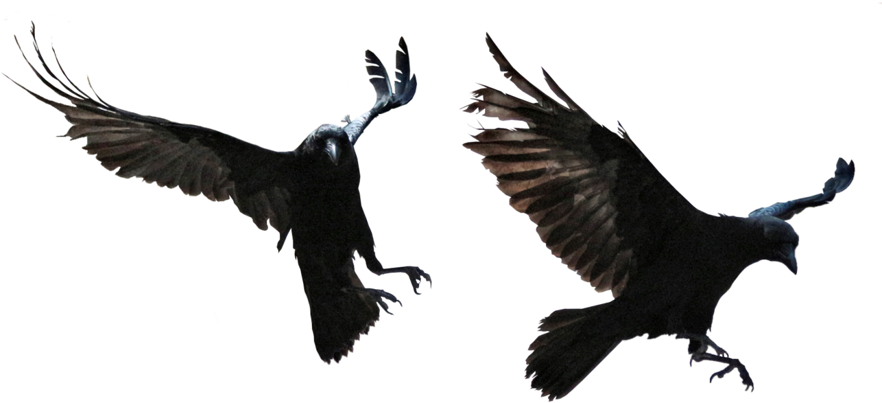 Raven PNG Background Clip Art