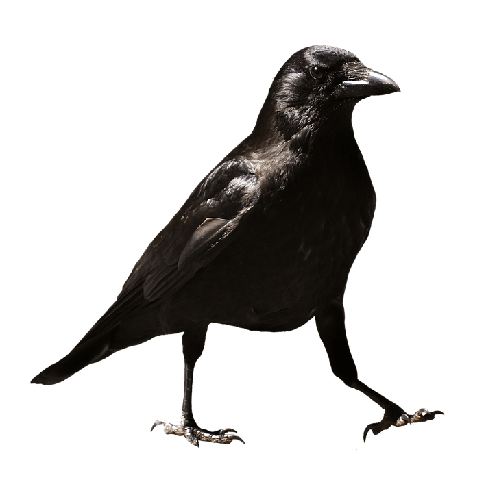 Raven PNG HD Free File Download