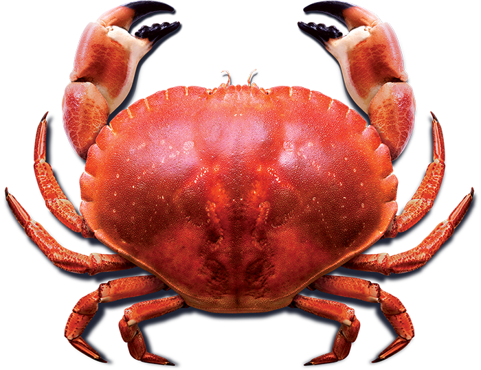 Red Crab PNG HD Quality