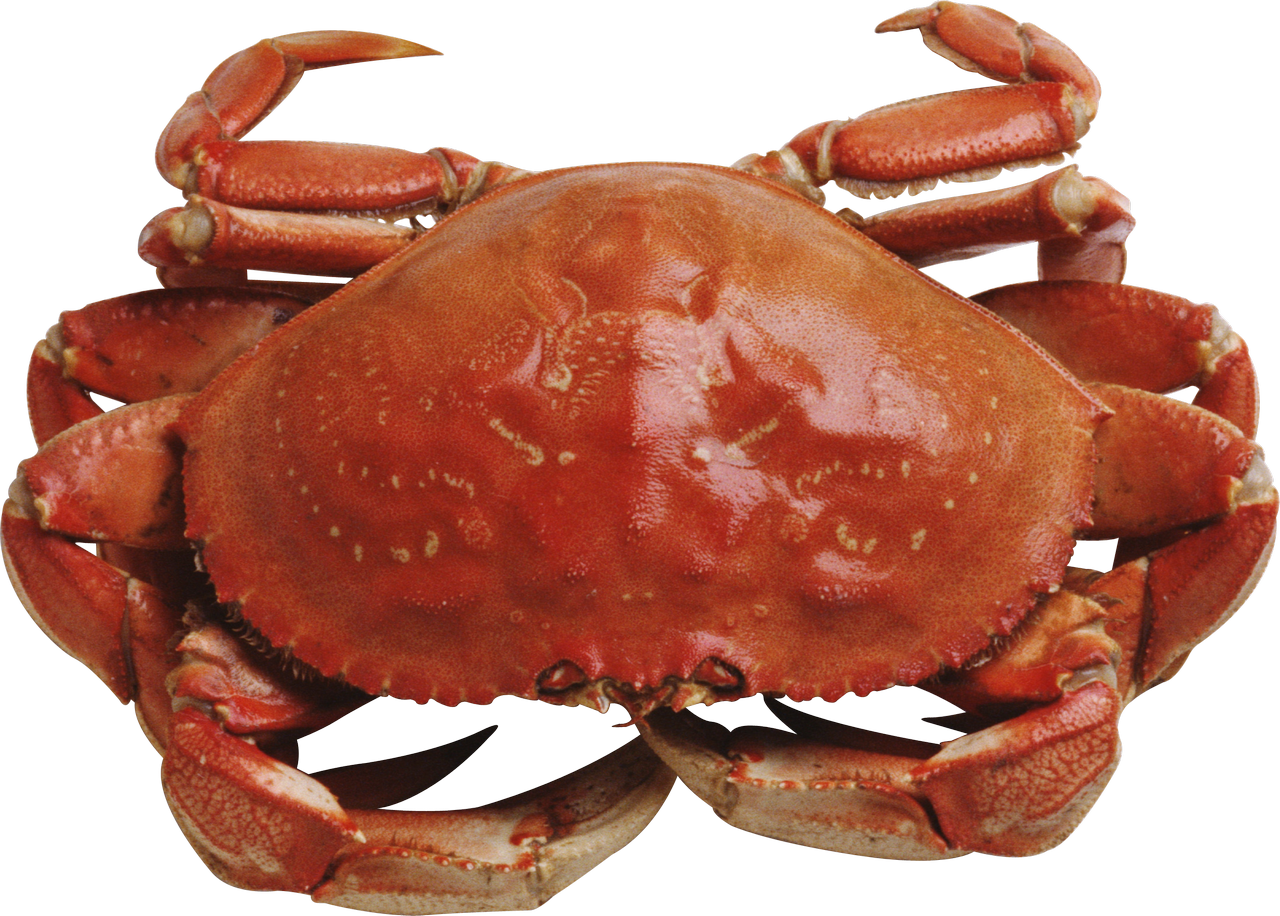 Red Crab PNG Images HD