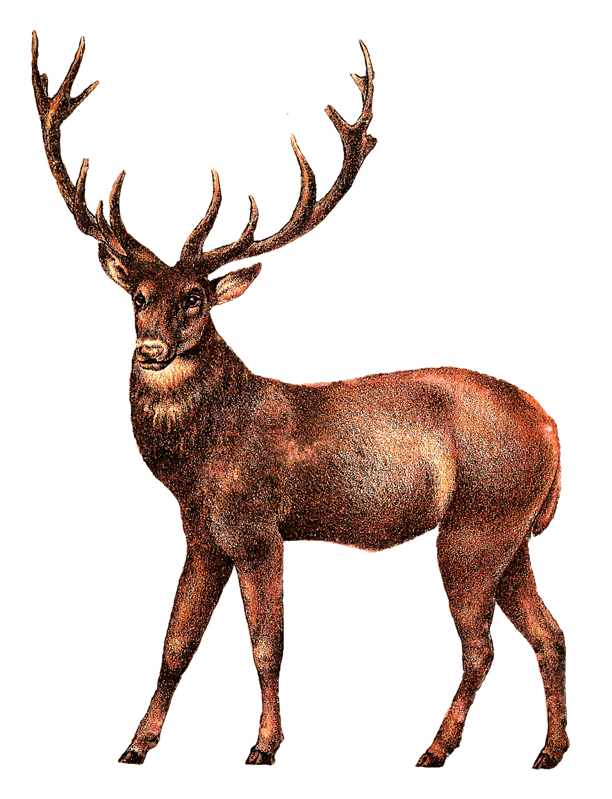 Reindeer PNG Clipart Background
