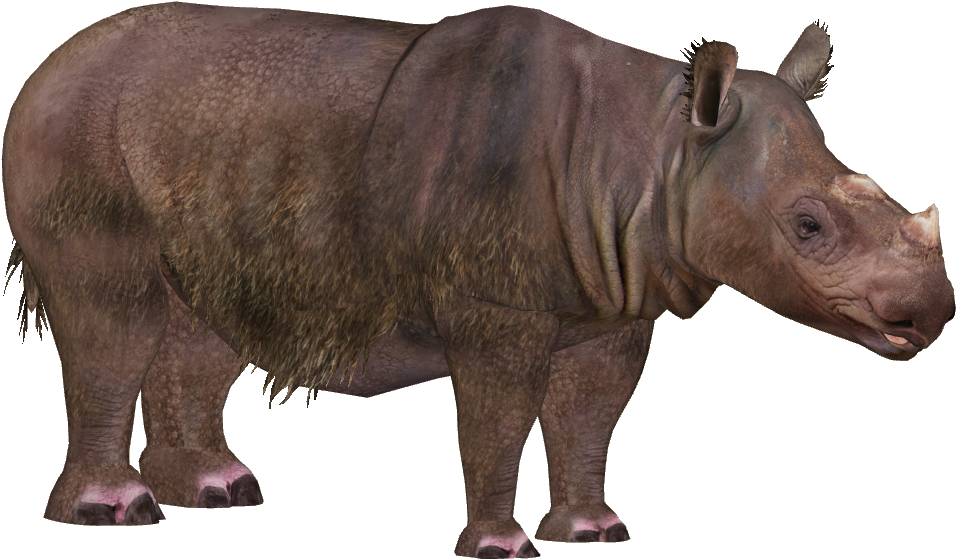 Rhino Background PNG Clip Art Image