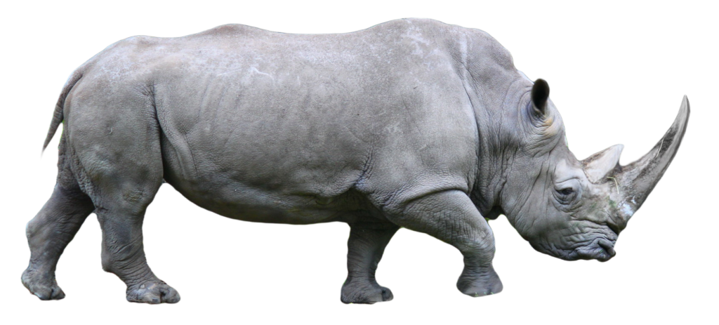 Rhino Background PNG Clip Art