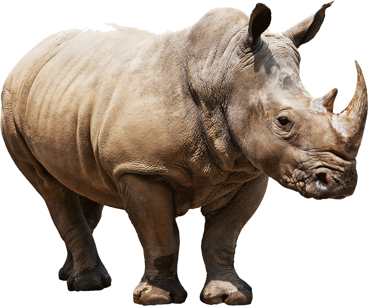 Rhino Background PNG