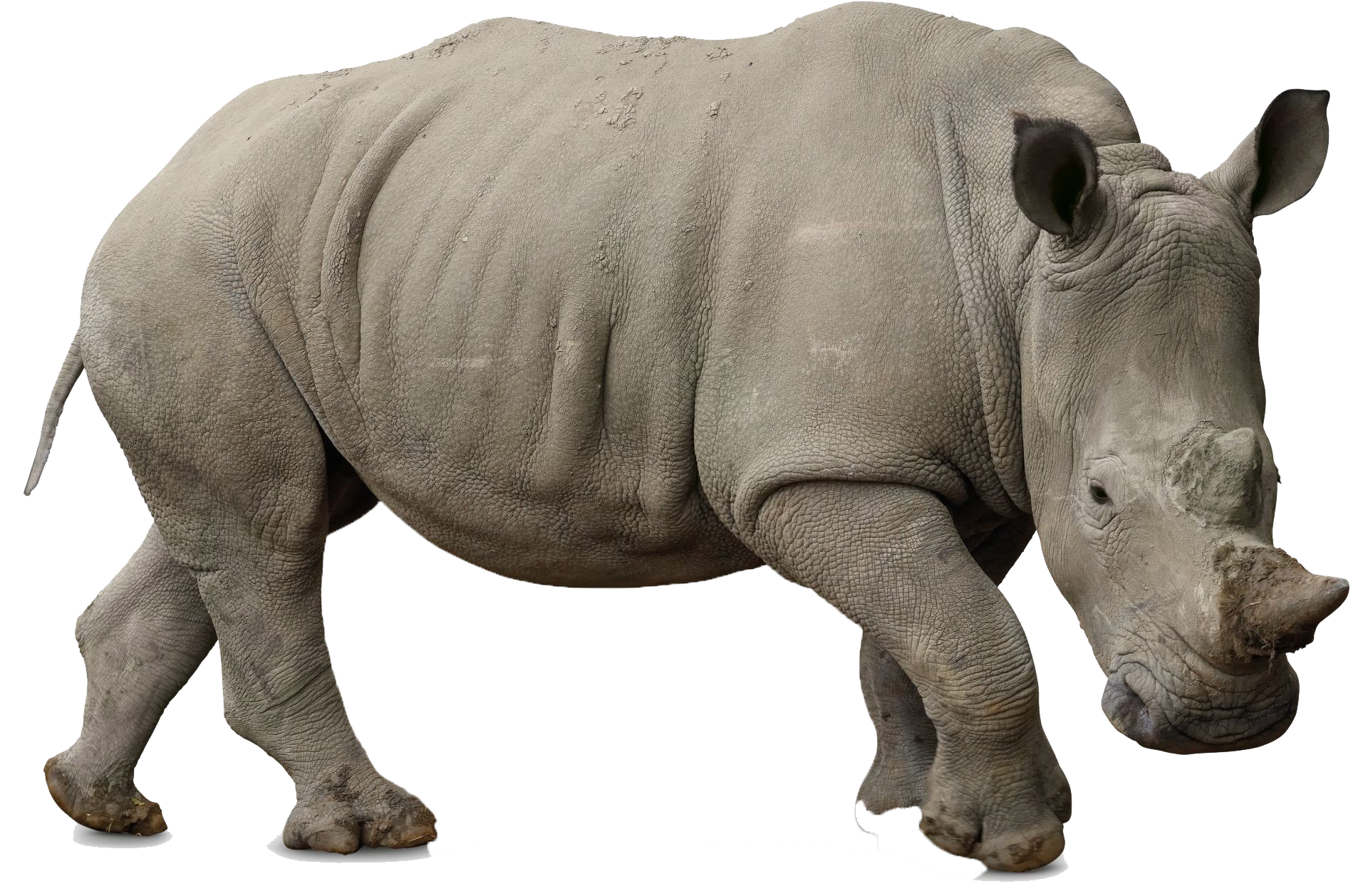 Rhino Clip Art Transparent File