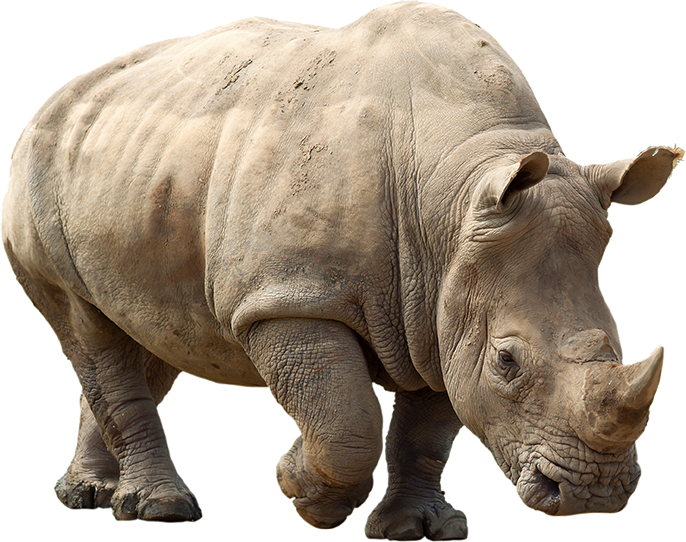 Rhino Clip Art Transparent PNG