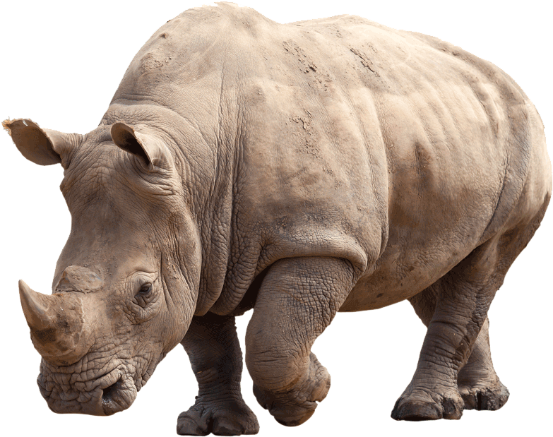 Rhino Download Free PNG Clip Art