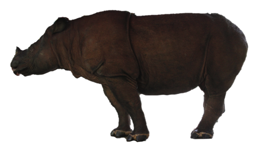 Rhino Free PNG