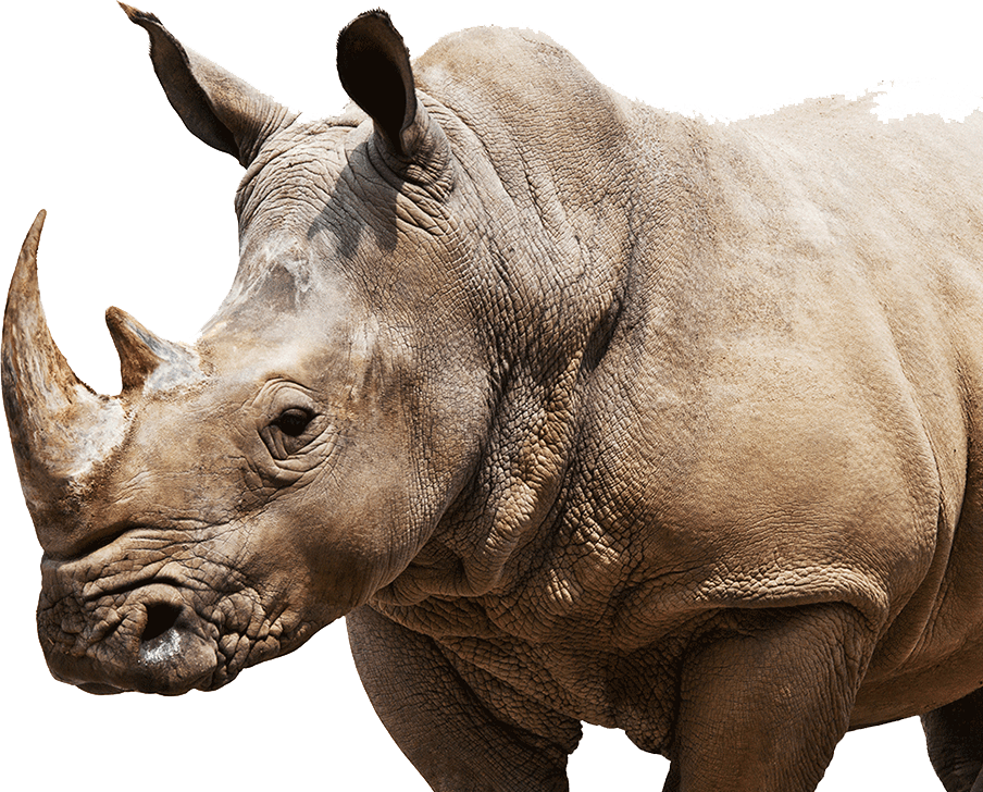 Rhino PNG Free File Download