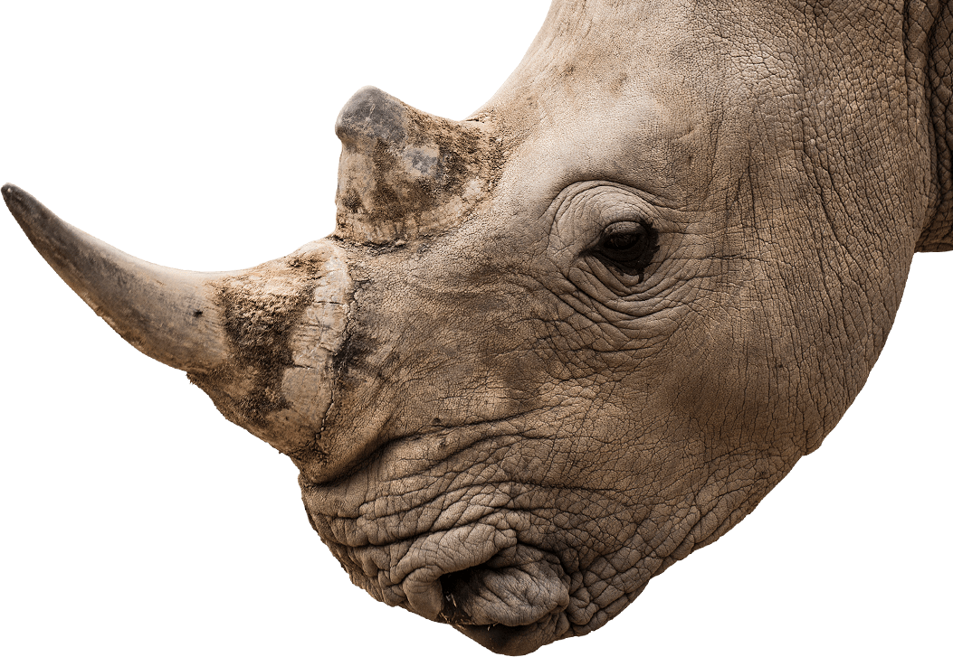 Rhino PNG HD Quality
