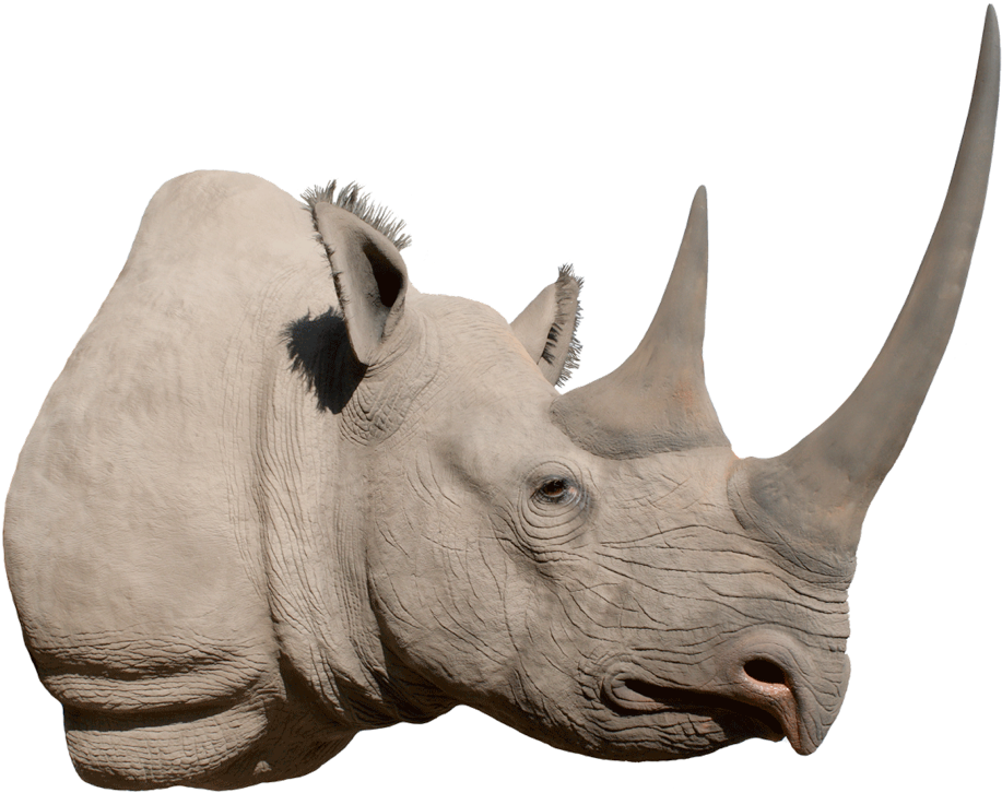 Rhino PNG Photo Image