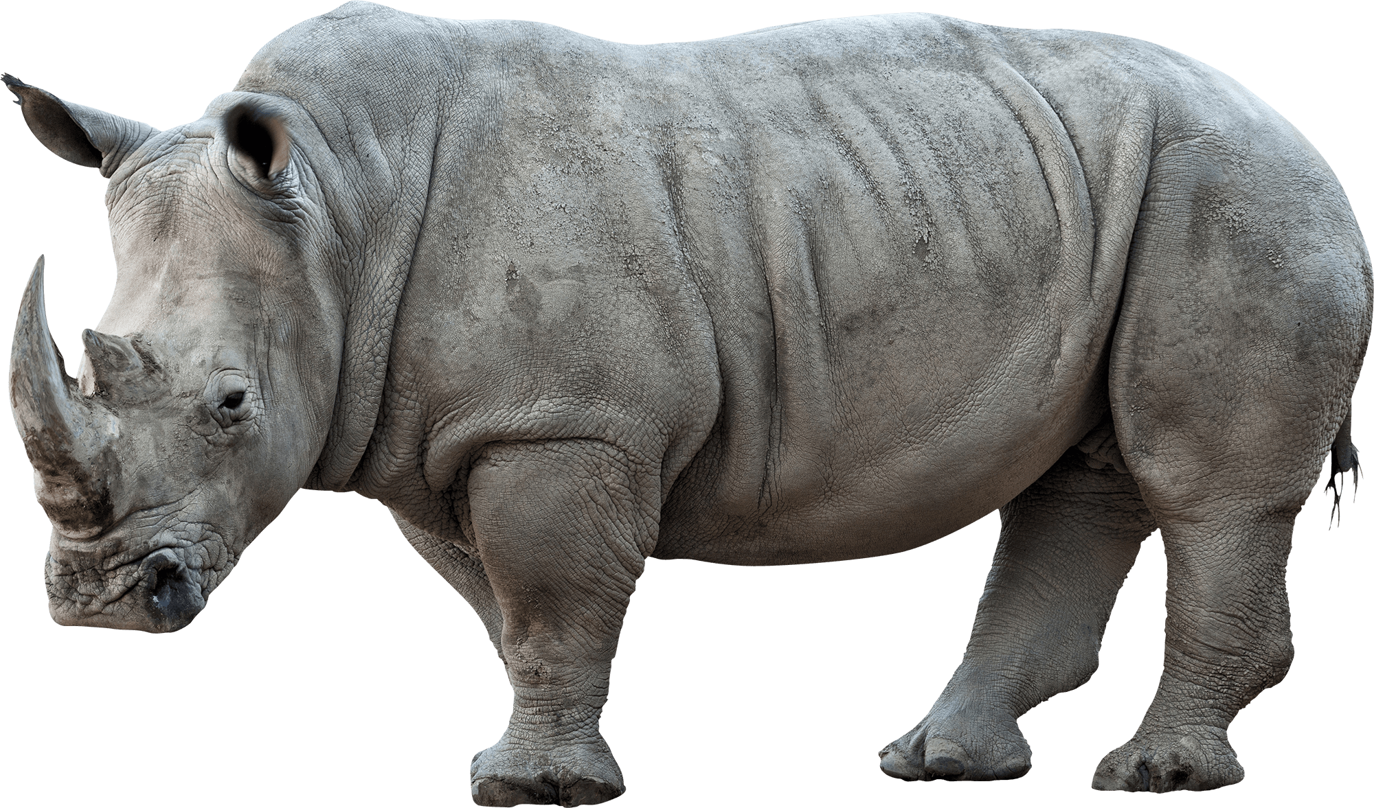 Rhino Transparent Background