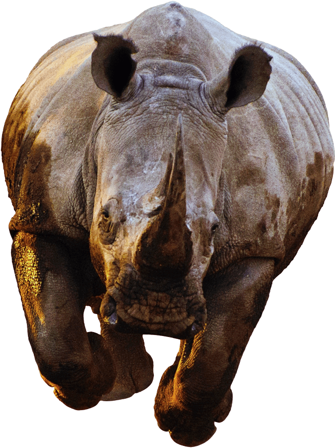 Rhino Transparent Images Clip Art