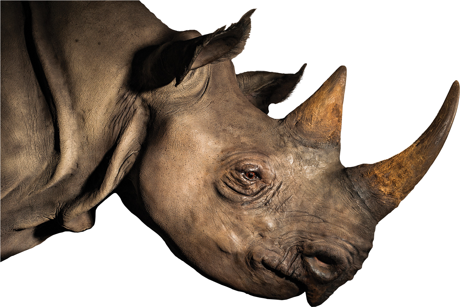 Rhino Transparent Images