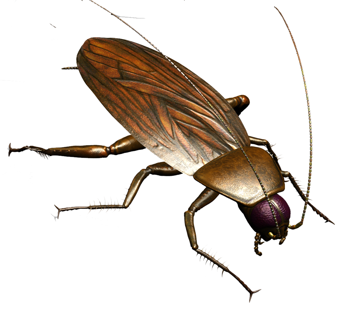 Roach Download Free PNG Clip Art