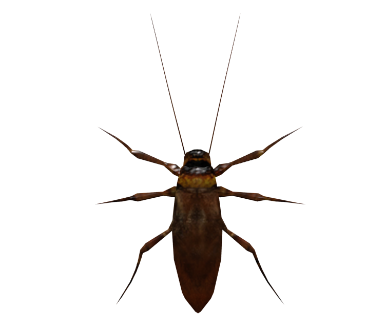 Roach Download Free PNG