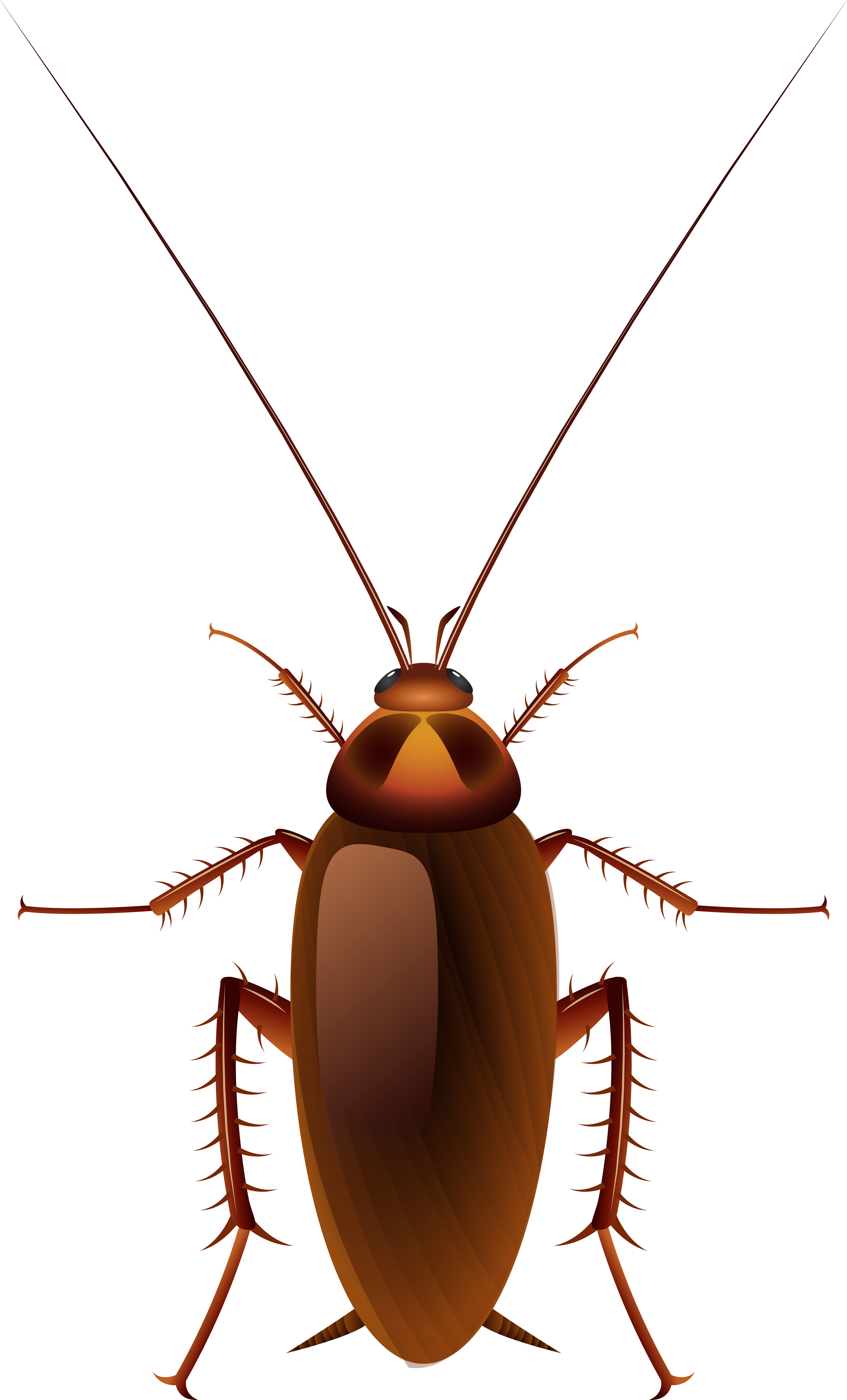 Roach Free PNG