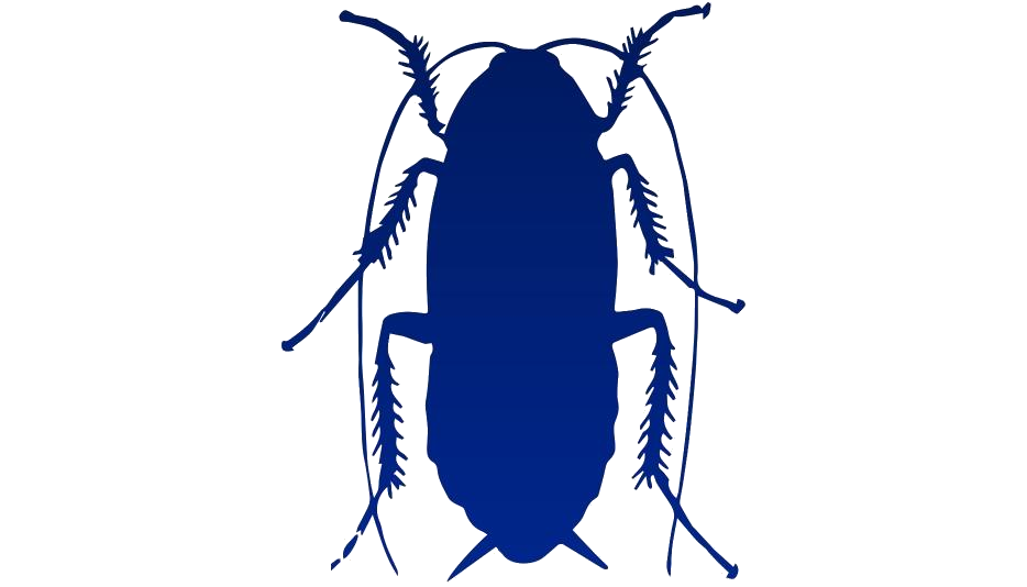 Roach PNG Clipart Background
