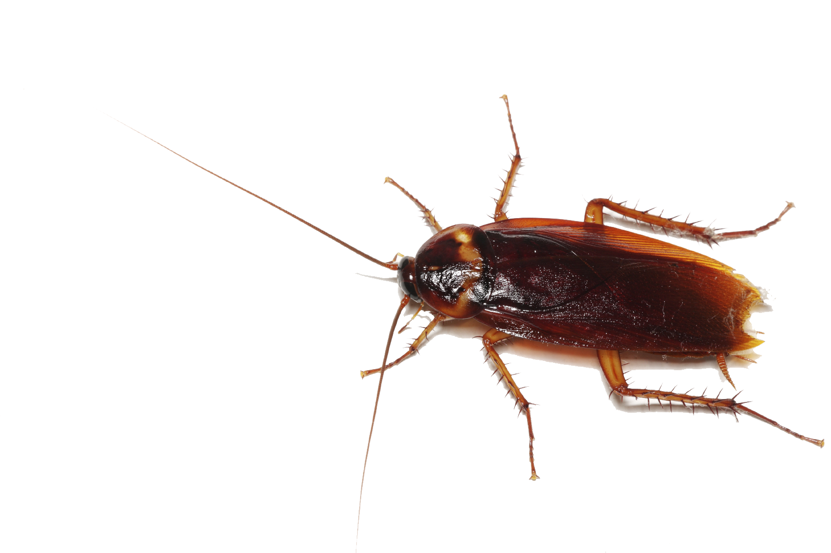 Roach PNG Images HD