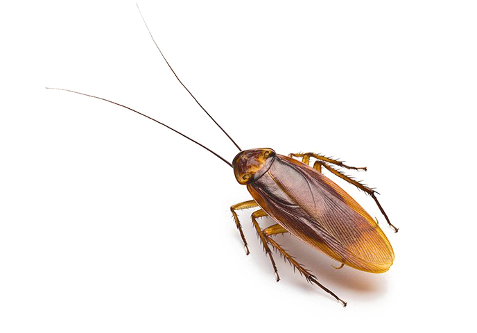 Roach PNG Pic Background