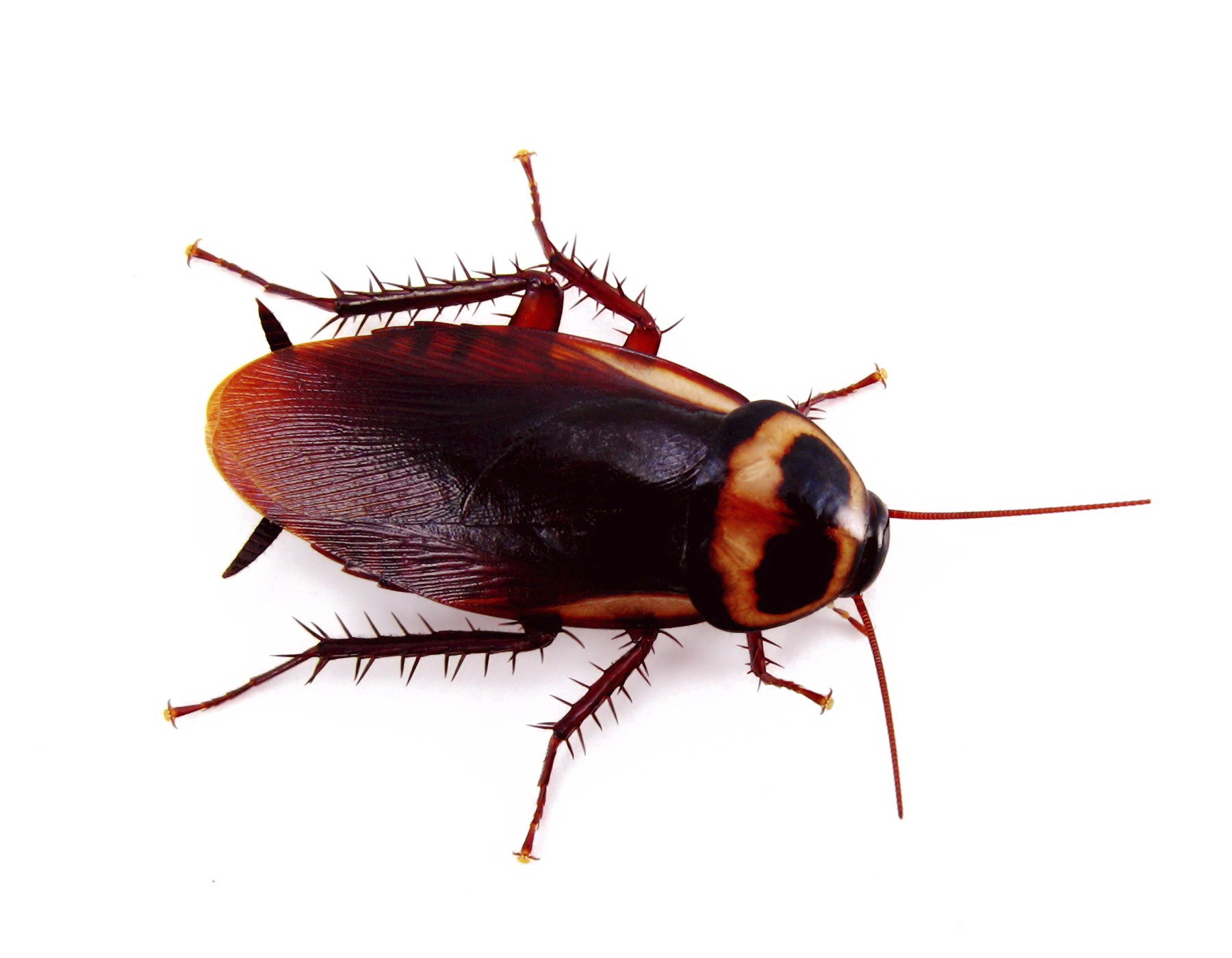Roach Transparent Images Clip Art