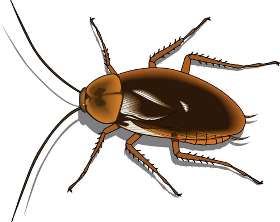 Roach Transparent PNG