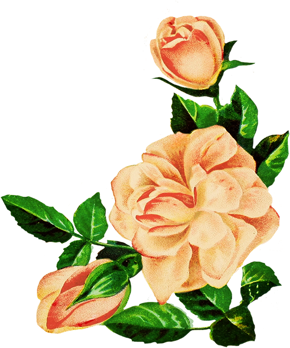 Rose Drawings PNG HD Quality