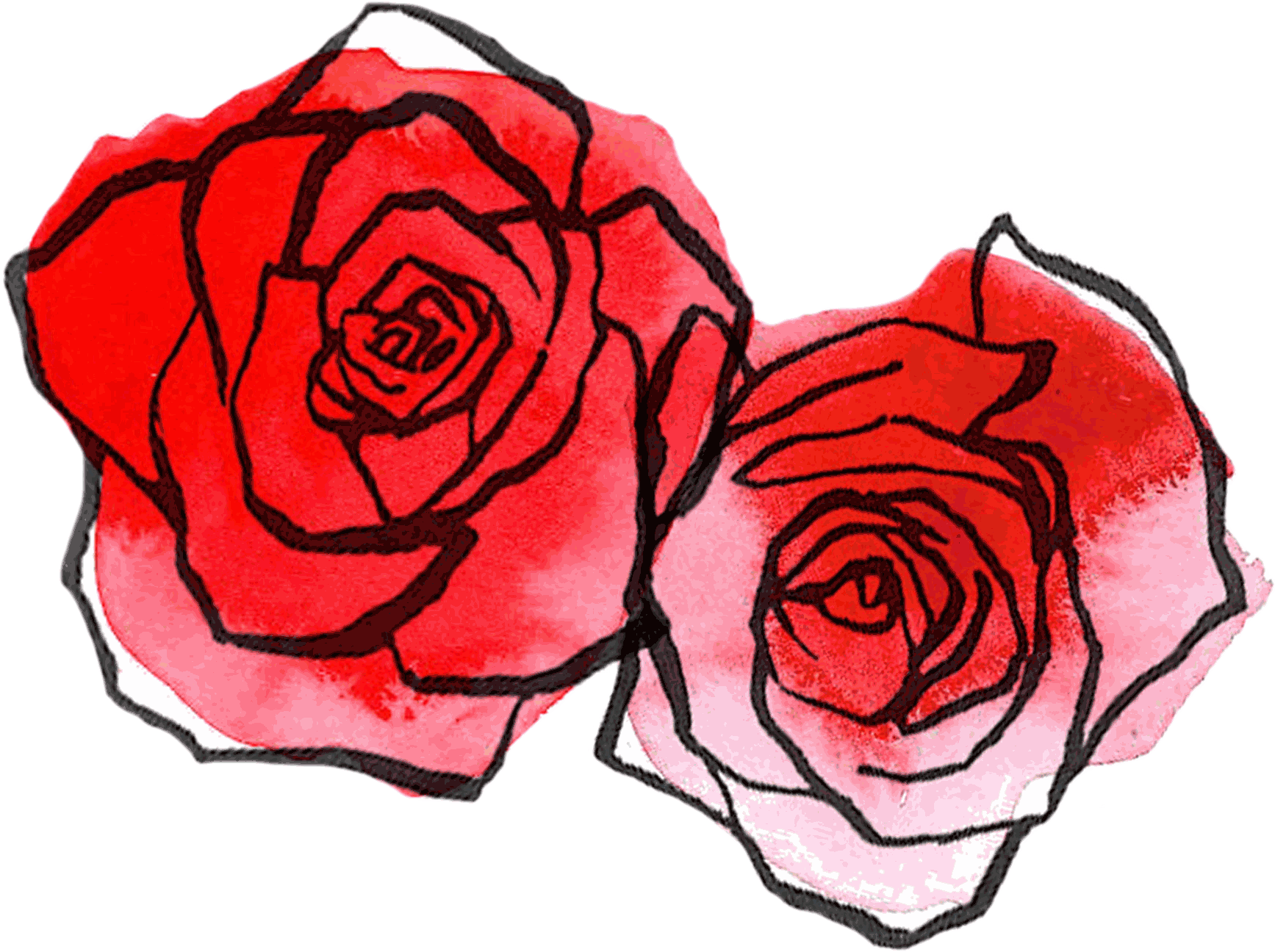 Rose Drawings Transparent Image