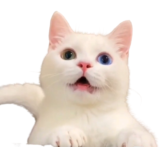 Sad Cat Meme Download Free PNG