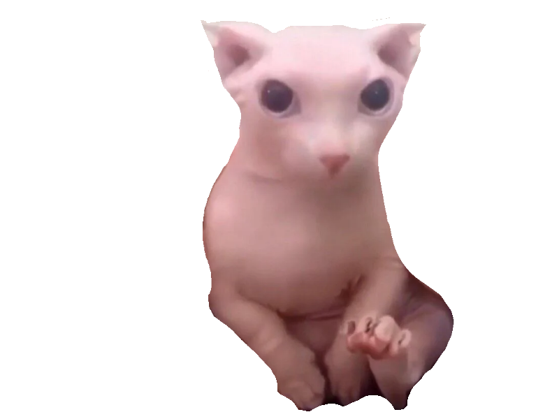 Sad Cat Meme PNG Pic Background