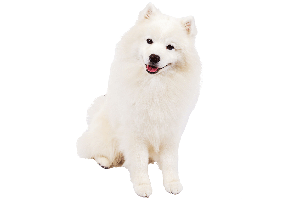 Samoyed Dog Background PNG Image