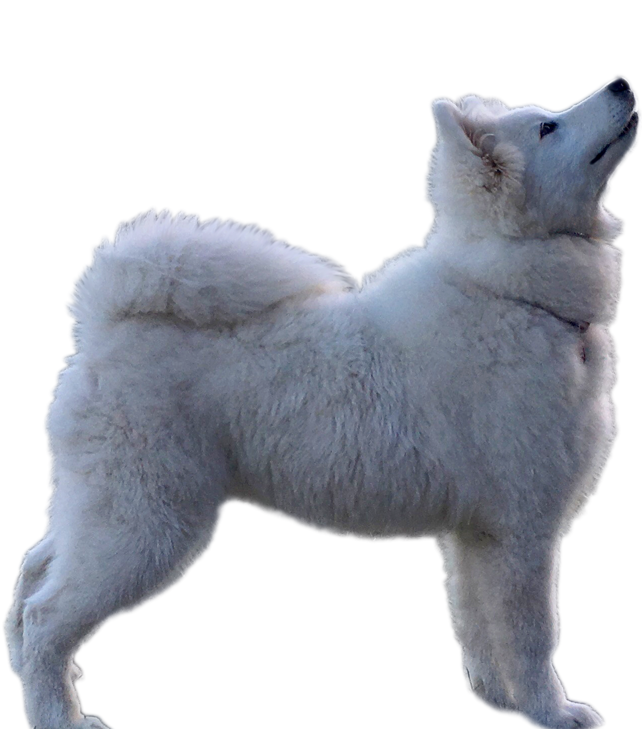 Samoyed Dog Background PNG