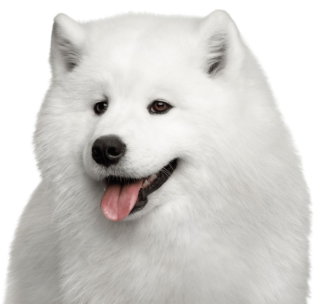 Samoyed Dog Download Free PNG
